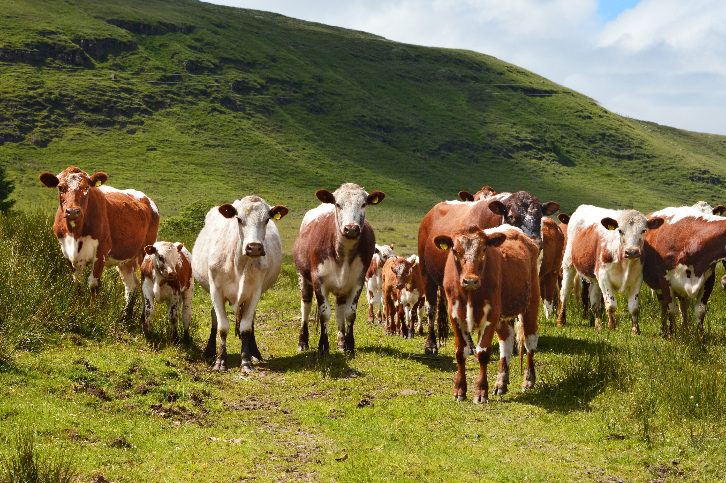 China is investigating subsidies into cheese, milk and cream from across the European Union. Photo: Shutterstock