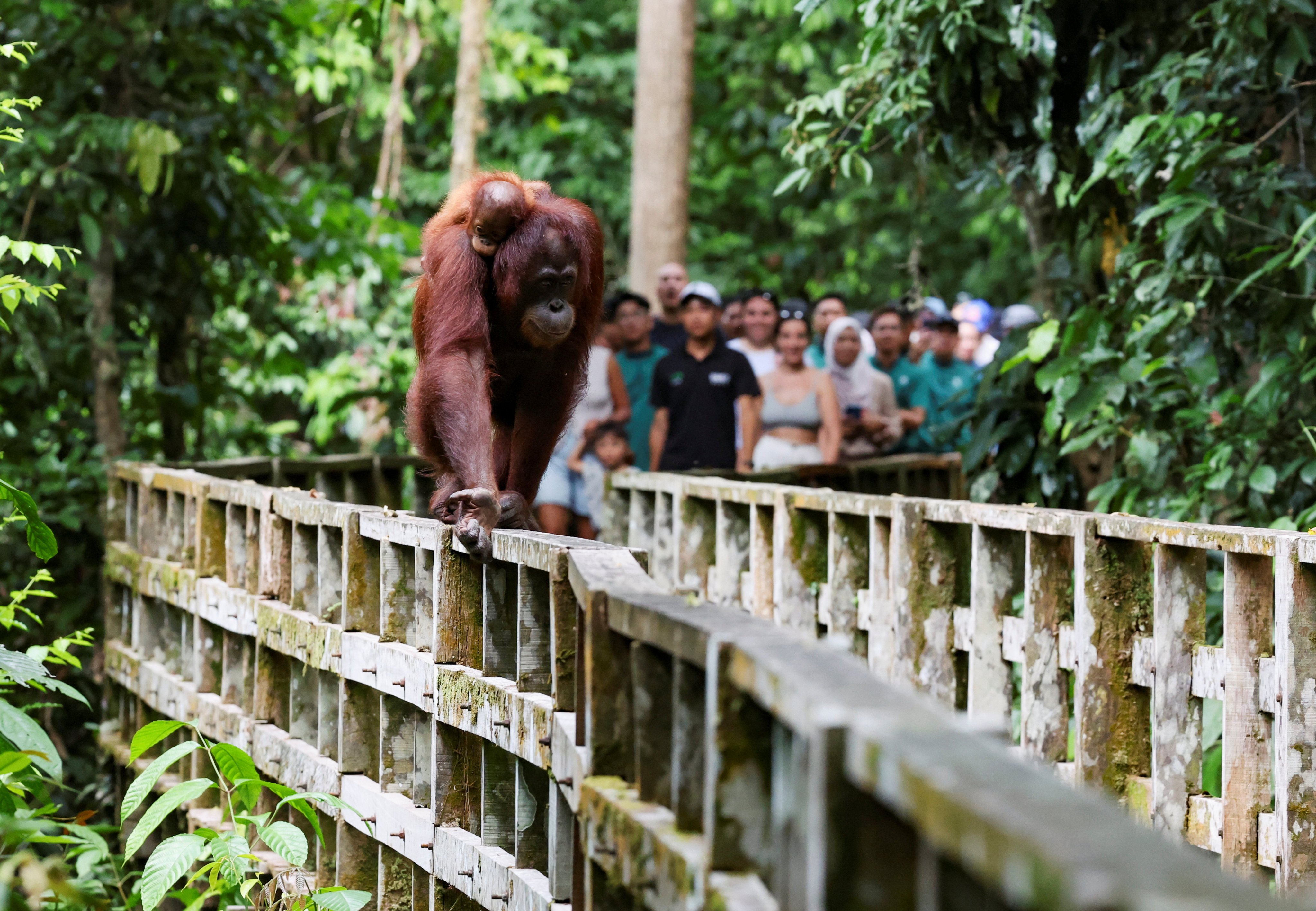 A female Bornean orangutan carries her offspring at a rehabilitation centre in Sepilok, Malaysia. Photo: Reuters